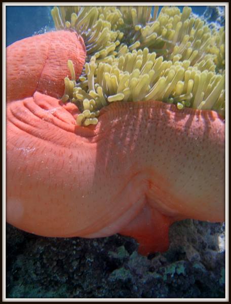 Red sea anemone with yellow tentacles, underwater on rocky reef