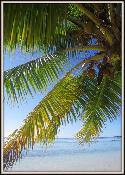 Palm fronds with coconuts hanging over white sand and turquoise sea