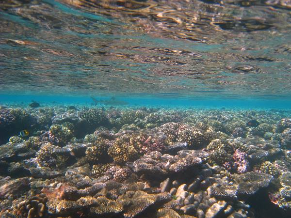 Coral reef underwater with colorful corals and fish in filtered light