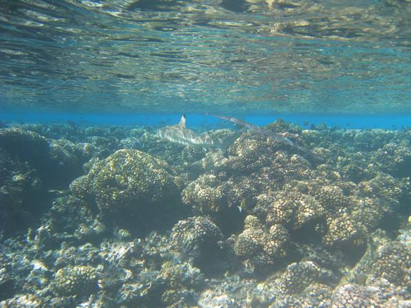 Blacktip shark swims above coral in crystal clear water