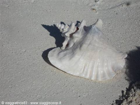 Large white conch shell resting on pale sand, lit by sunlight