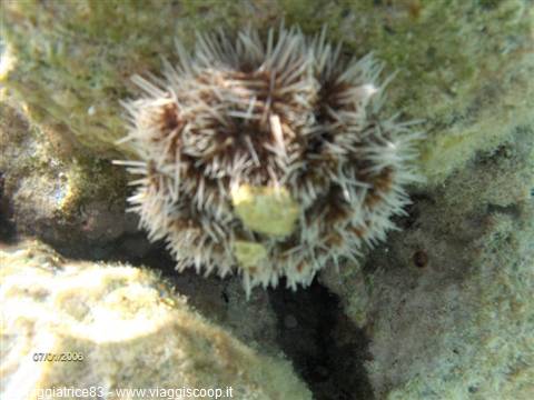 Sea urchin wedged between underwater rocks, sunlight filtering through water
