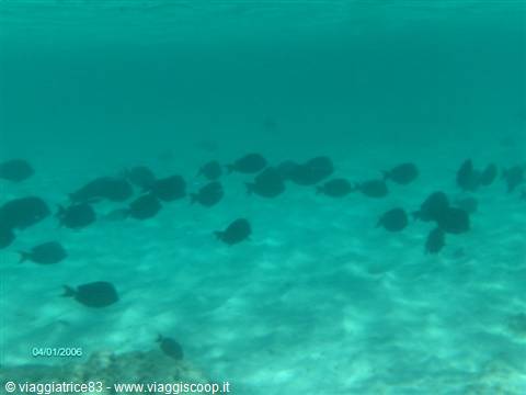 School of dark fish swims over sandy seabed in turquoise water