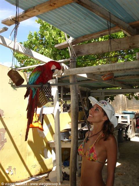 Woman in white cap smiling at a red macaw perched on a branch