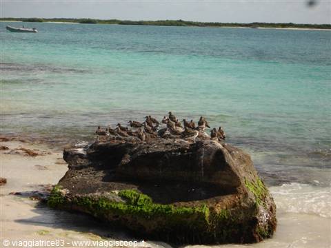 Flock of birds on moss-covered rock, turquoise sea and small boat