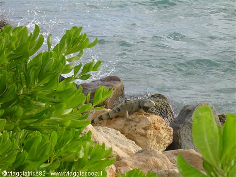 Grey iguana resting on limestone rocks between green shrubs and choppy sea