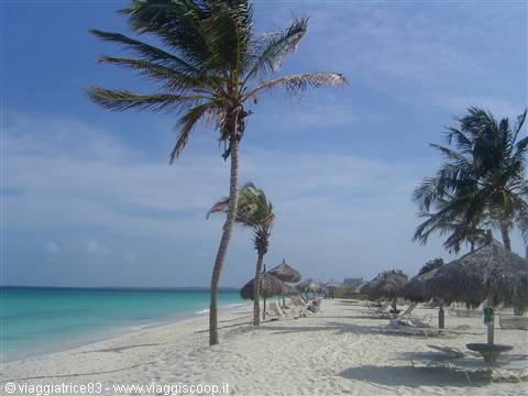 Wind-bent palms on white sand beach with thatched umbrellas and turquoise sea