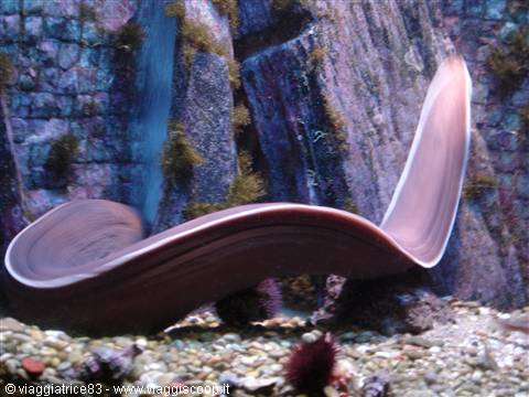 Moray eel swimming among rocks and pebbles in the aquarium