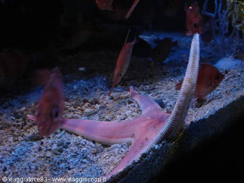Pink starfish on sandy seabed with red fish, in an aquarium