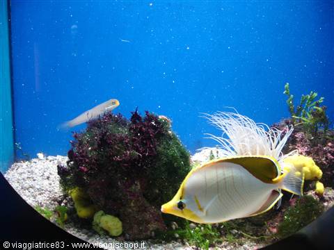 Yellow butterflyfish swimming among corals and fan worm in aquarium tank