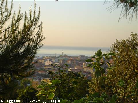 Coastal town with bell tower seen through pines and branches at dusk