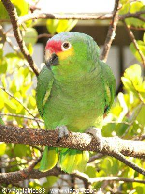 Green amazon parrot with red forehead and yellow beak perched on a branch