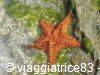 Orange starfish on a wet rock covered with green algae