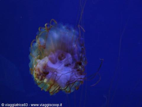 Jellyfish -Genoa Aquarium