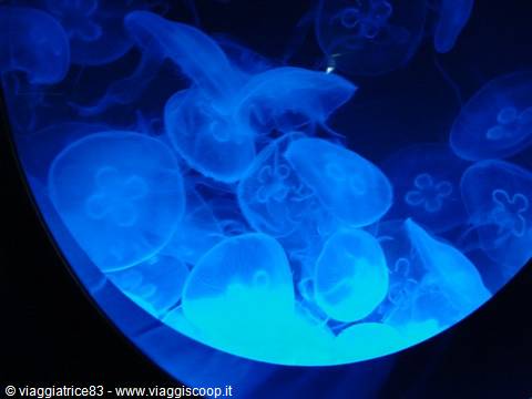 replica of Jellyfish