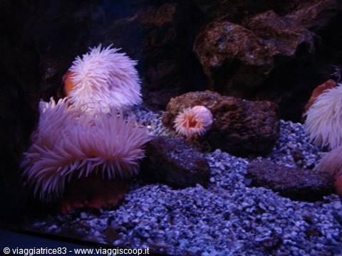 White and pink sea anemones among rocks and gravel in blue aquarium light