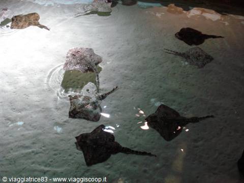 Stingrays swimming in a shallow green pool, light reflecting on water