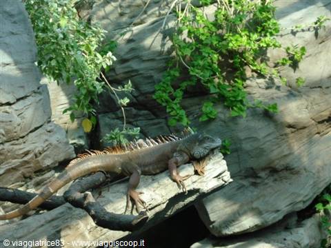 A green iguana resting on a gray rock among vegetation