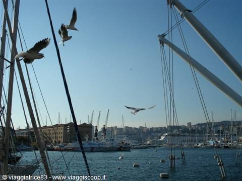 Seagulls flying among sailboat masts in Ancona harbor