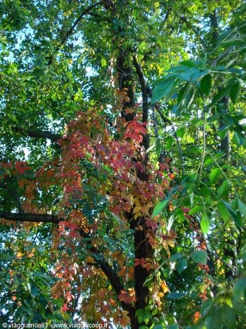 few red leaves...