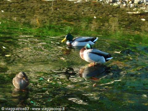 ... ducks..