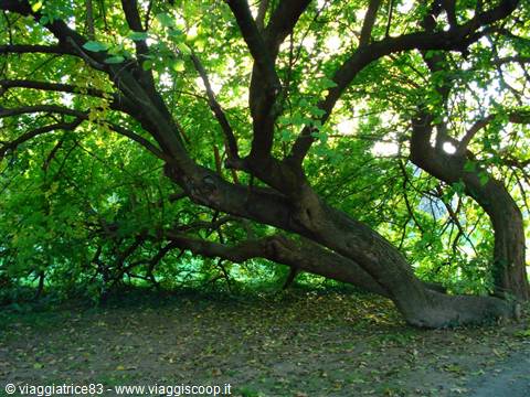 Large gnarled tree with twisted branches over shaded ground