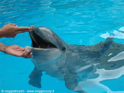 Dolphin--