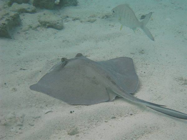Ray 