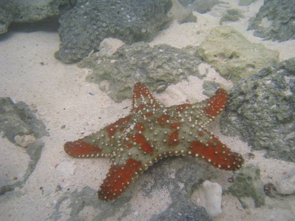 Starfish