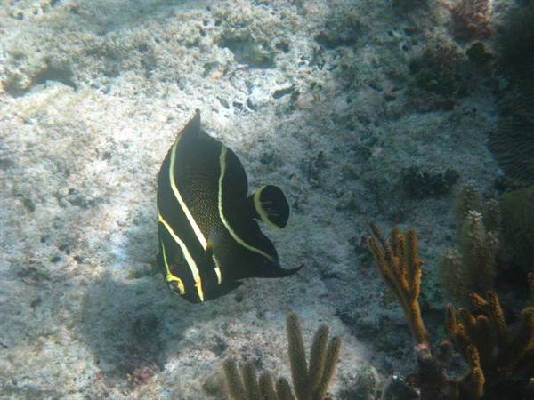 little fish...
