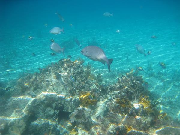 at the bottom of the sea