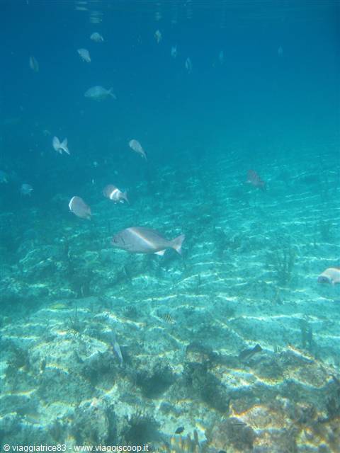 at the bottom of the sea
