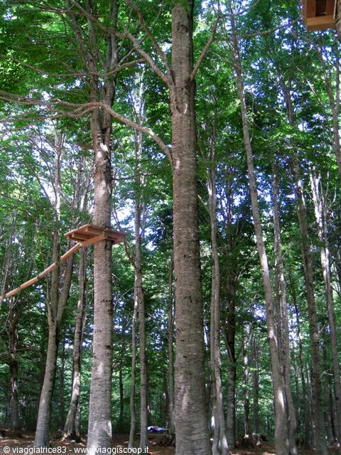Wooden platform on a tall trunk among beech trees with sunlit green canopy