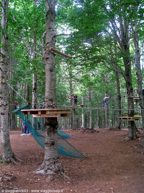 Adventure park in the woods: people on suspended walkways between tall trees