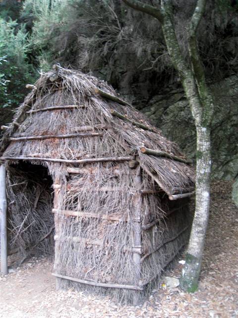 Hut of branches and straw in the woods beside a tree