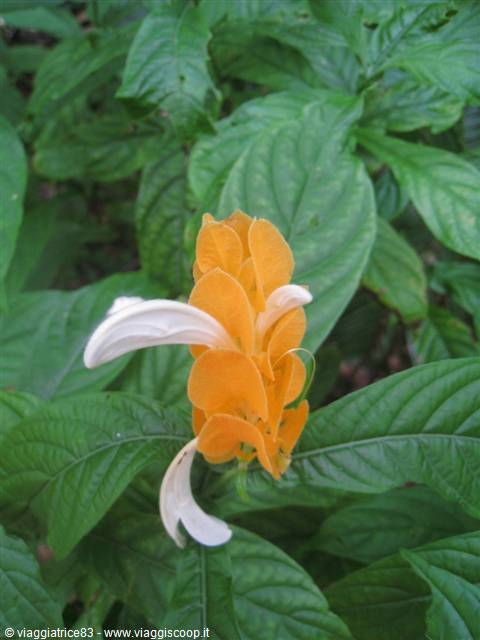 Yellow flower with white petals among green leaves