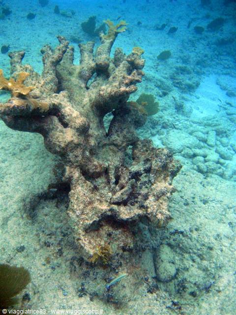 Branching coral on sandy seabed, blue filtered light, small fish swimming nearby