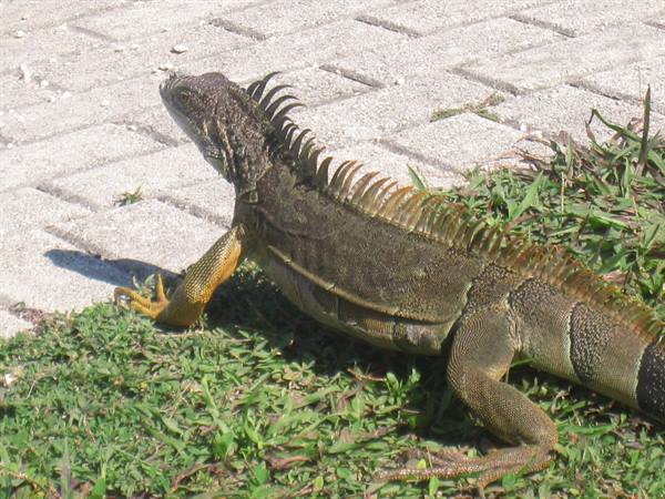 give way to the IGUANAS!!