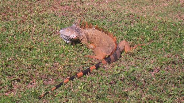 Green iguana resting on a grassy lawn in bright sunlight