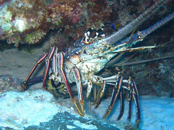 lobsters 