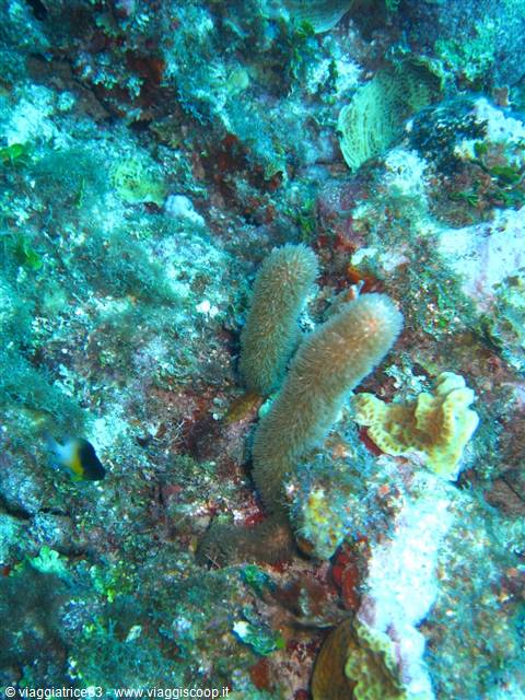hairy tube coral on rocky reef, greenish underwater light