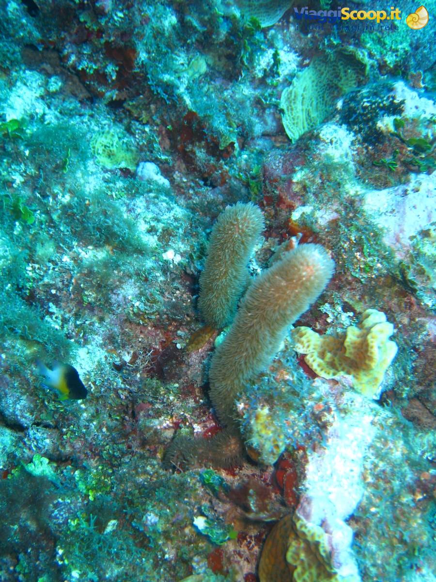 hairy tube coral on rocky reef, greenish underwater light