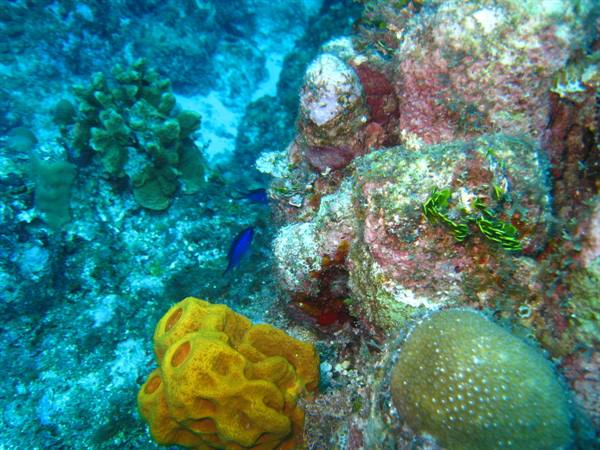 Yellow sponge and corals on underwater reef, blue light, small fish among rocks