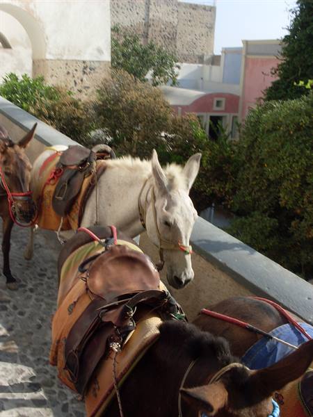 The mules