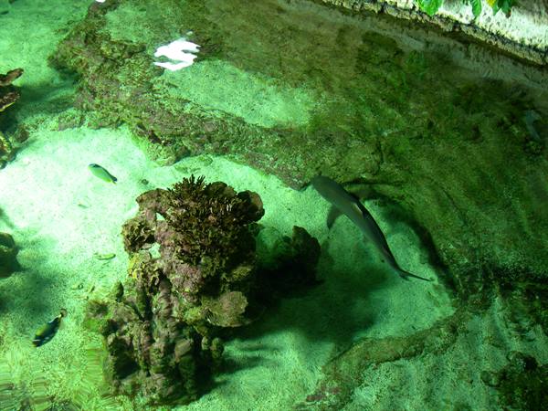 Shark swims among corals in tank with green water and sand