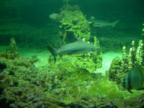 Shark swimming among coral rocks in tank, green underwater light