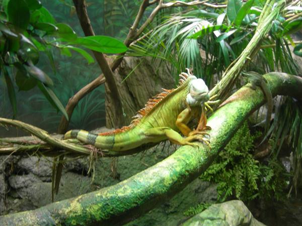 Green iguana resting on a mossy branch among tropical plants and soft light