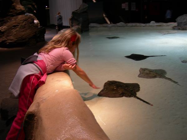 Girl in pink touches stingrays in lit aquarium touch pool