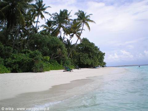 White sand beach with palm trees and wooden loungers by turquoise water