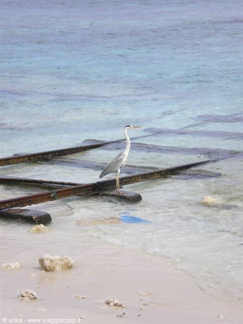 Grey heron standing on metal rails in shallow turquoise water